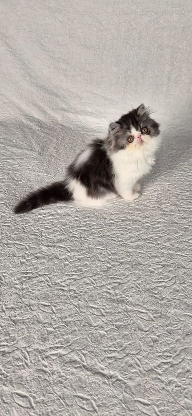 Cosmo von Grünow