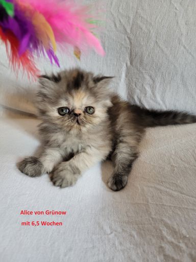 Alice von Grünow
