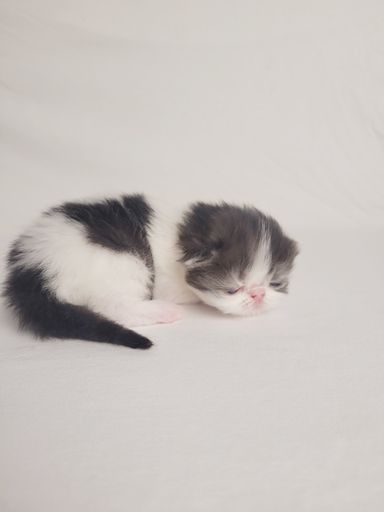 Cosmo von Grünow