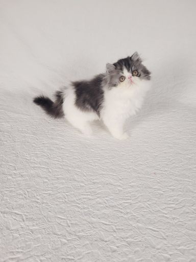 Cosmo von Grünow