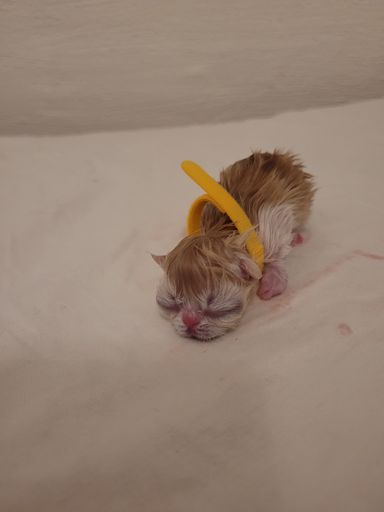 Buffy kurz nach der Geburt