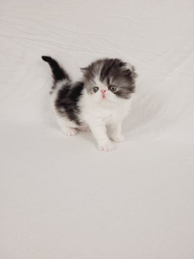 Cosmo von Grünow