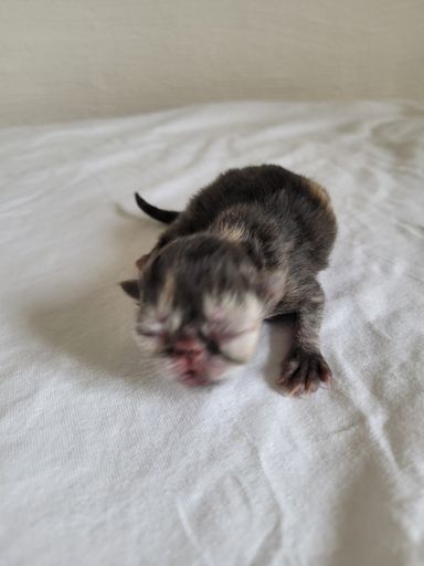 Bibi 3 Tage