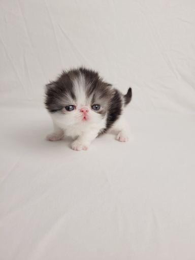 Cosmo von Grünow